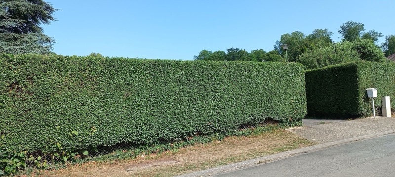 Élagage arbres Saint-Quentin
